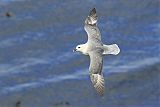 Northern Fulmar